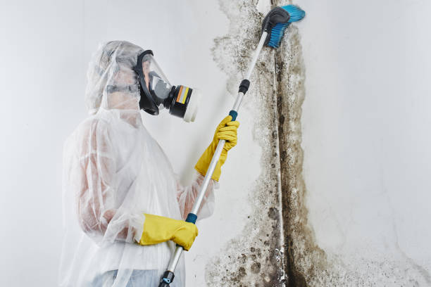 Best Commercial Mold Removal  in Scotland Neck, NC