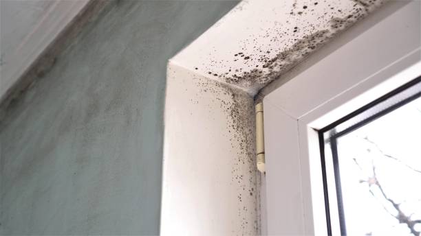 Best Mold Cleaning Services  in Scotland Neck, NC