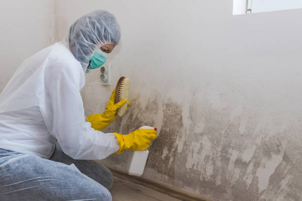 Best Office Mold Removal Services  in Scotland Neck, NC