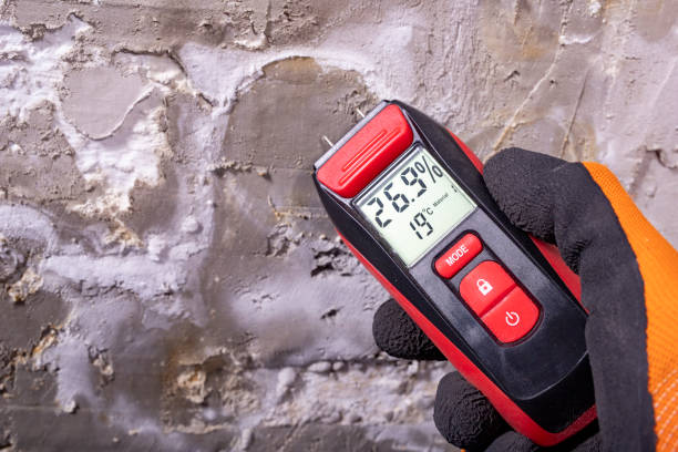 Best Local Mold Removal Service  in Scotland Neck, NC