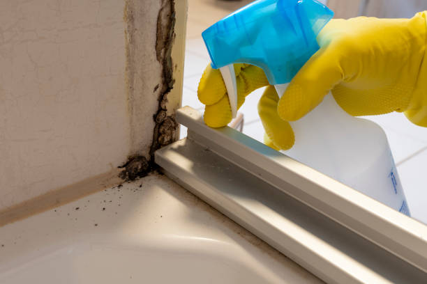 Trusted Scotland Neck, NC Mold Removal Experts