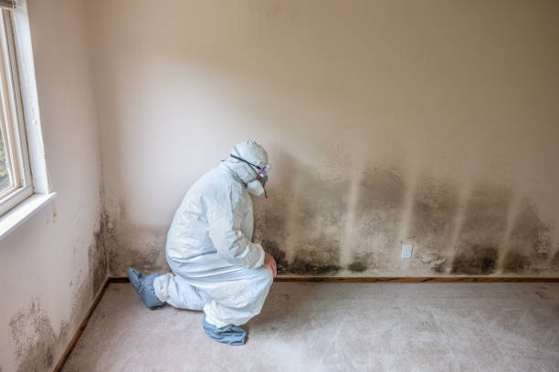 Best Mold Testing  in Scotland Neck, NC