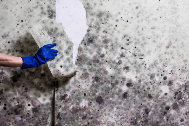 Best Black Mold Removal  in Scotland Neck, NC