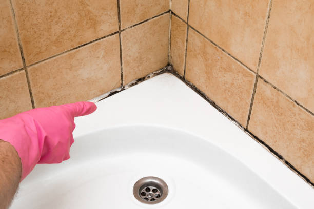 Best Home Mold Removal  in Scotland Neck, NC