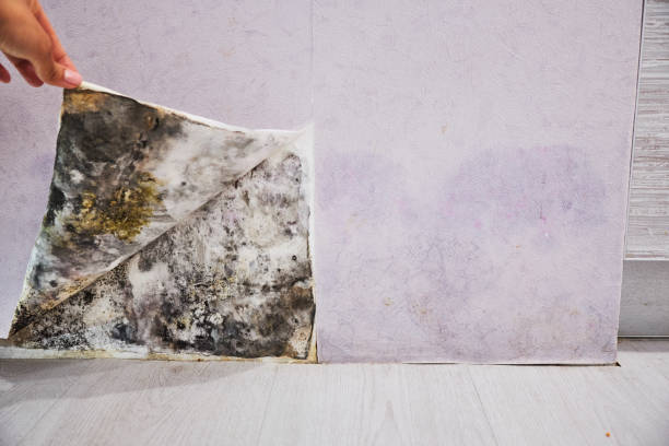 Best Same-Day Mold Removal  in Scotland Neck, NC